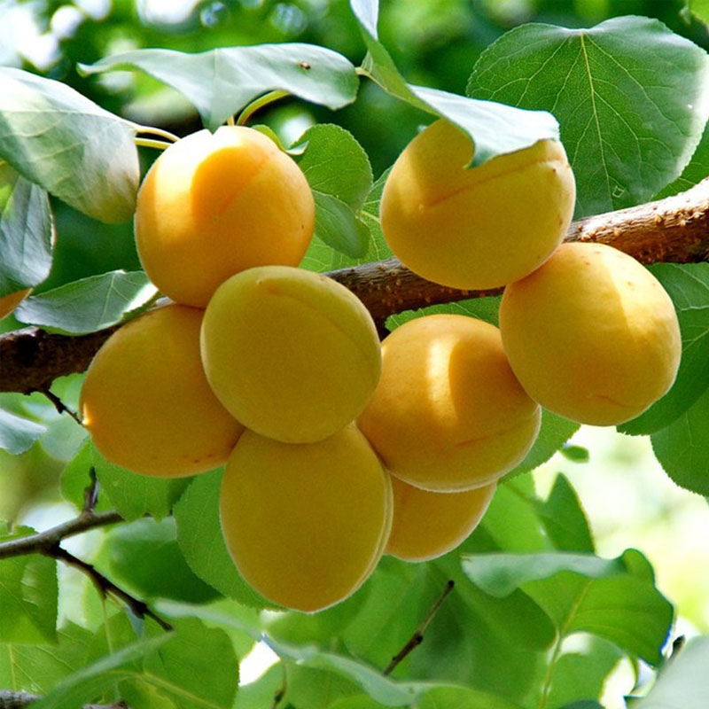 Apricos